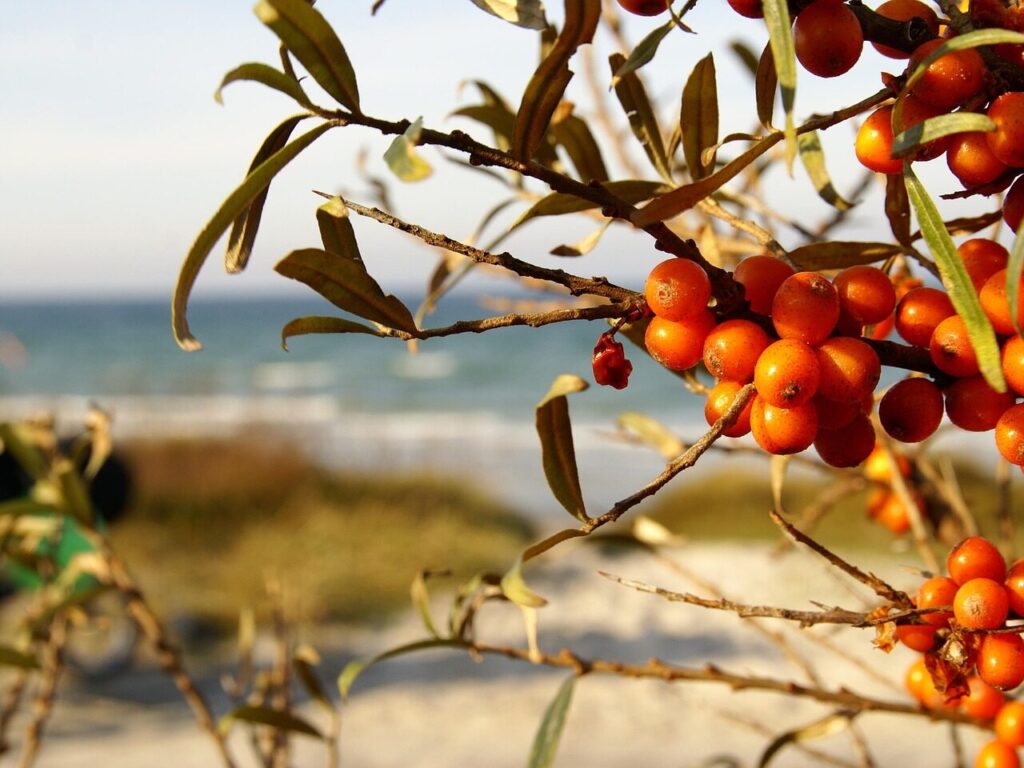 sea buckthorn, in the, north